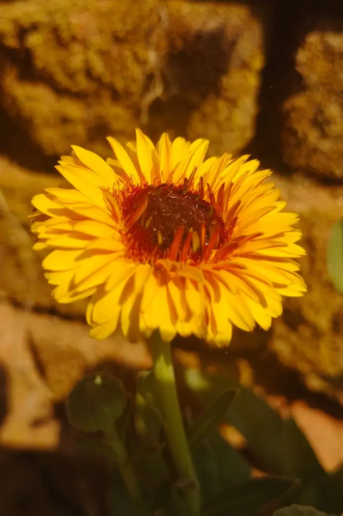 beautiful yellow calendula flower